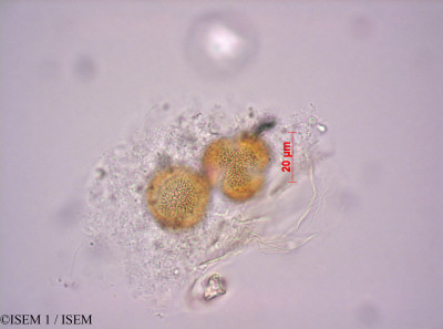 Nasturtium officinale - lame n° 29060